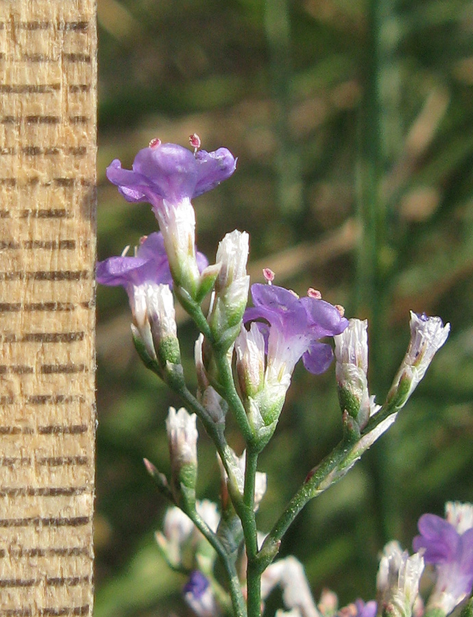 Изображение особи Limonium coriarium.