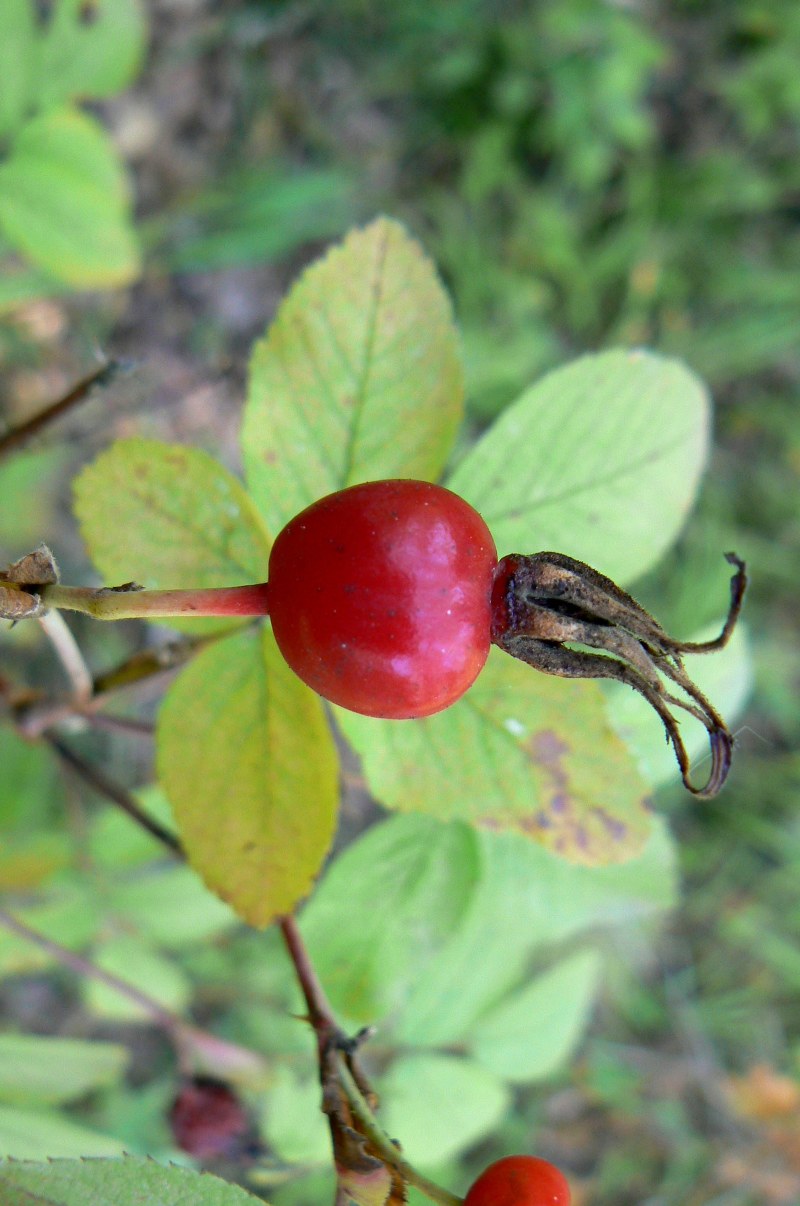 Изображение особи Rosa cinnamomea.