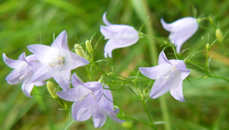 Изображение особи Campanula rotundifolia.