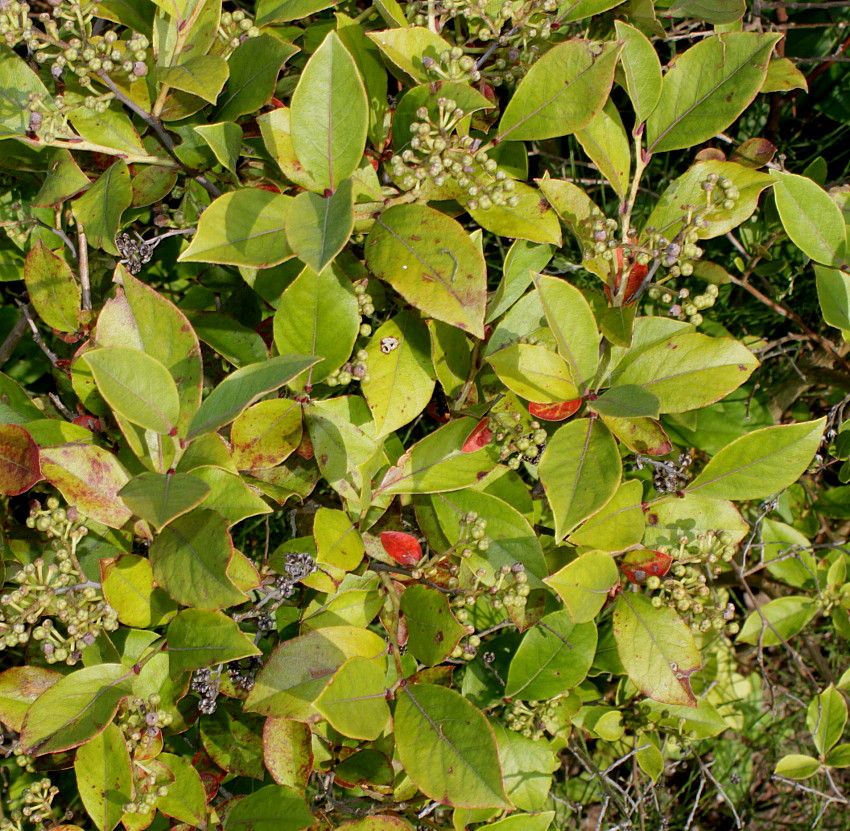 Image of Lyonia ligustrina specimen.