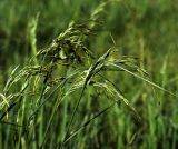 Festuca arundinacea. Верхушки расцветающих растений. Московская обл., Раменский р-н, окр. ж.-д. платформы Хрипань, залежь. 04.06.2014.