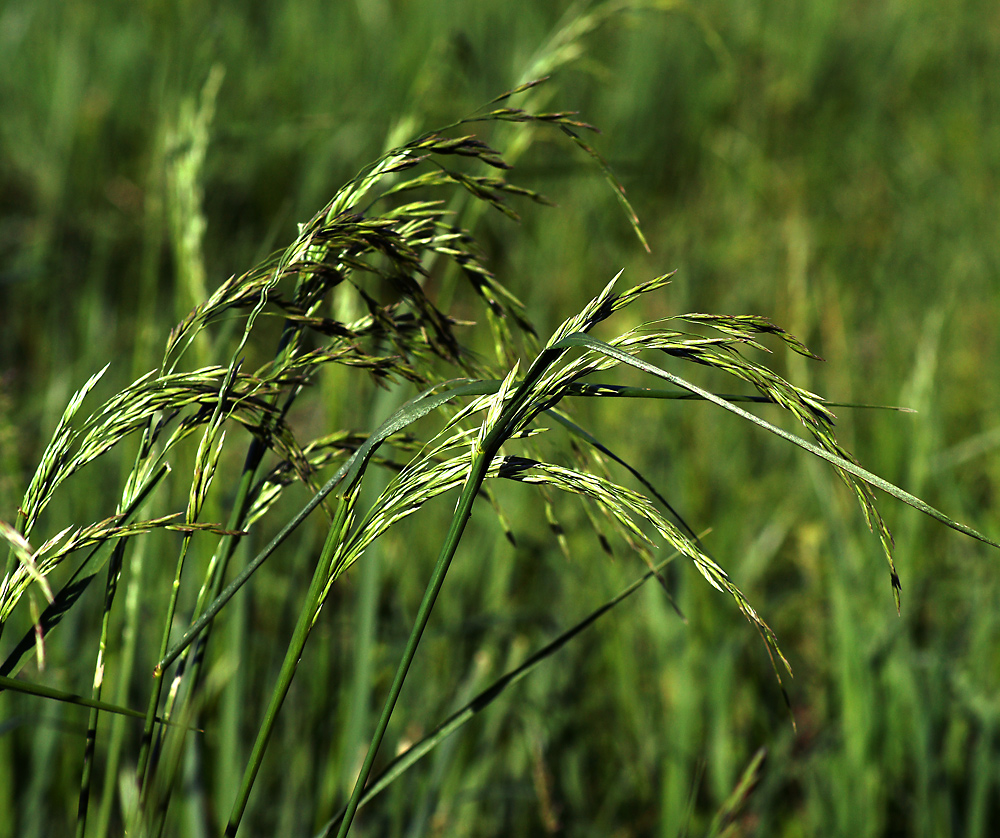 Image of Festuca arundinacea specimen.