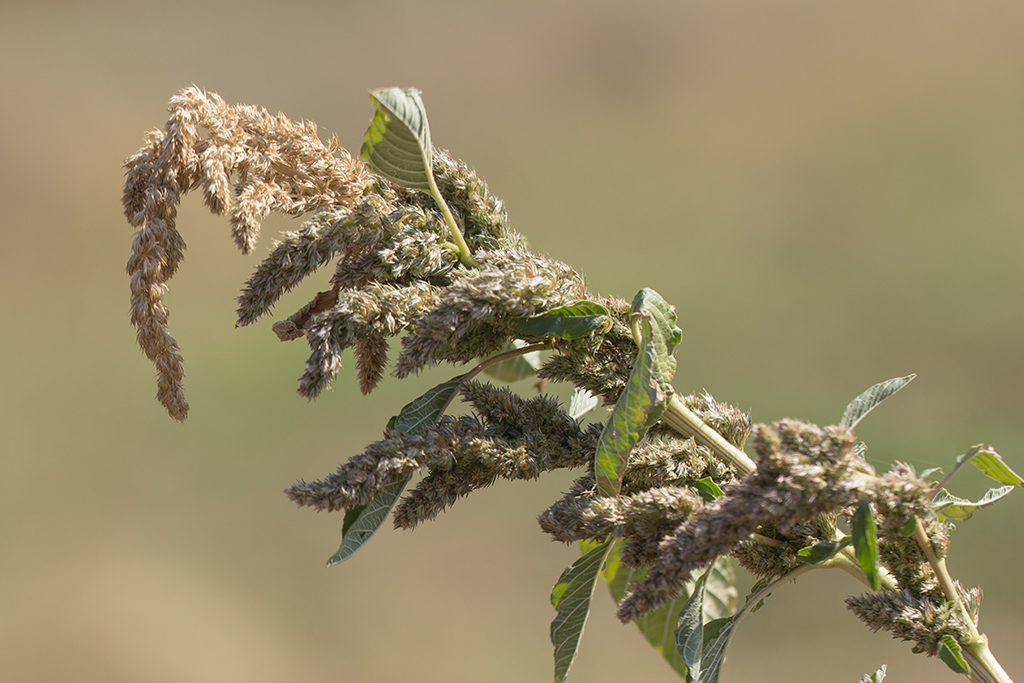 Изображение особи Amaranthus retroflexus.