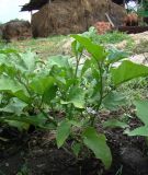 Solanum melongena. Цветущее растение. Краснодарский край, Кущёвский р-н, станица Шкуринская, в культуре. 04.08.2009.