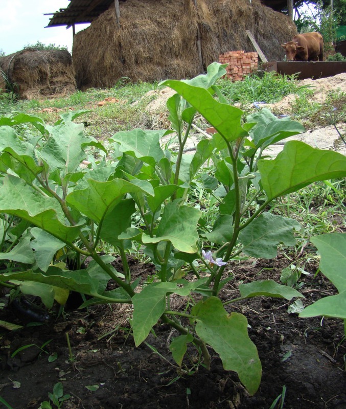 Изображение особи Solanum melongena.