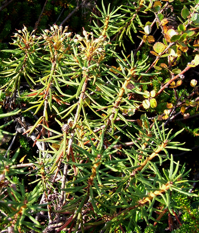 Image of Ledum palustre specimen.