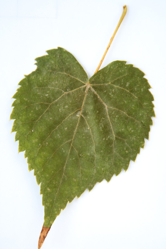 Image of Tilia amurensis specimen.