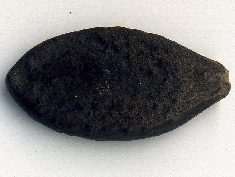 Image of Echinocystis lobata specimen.