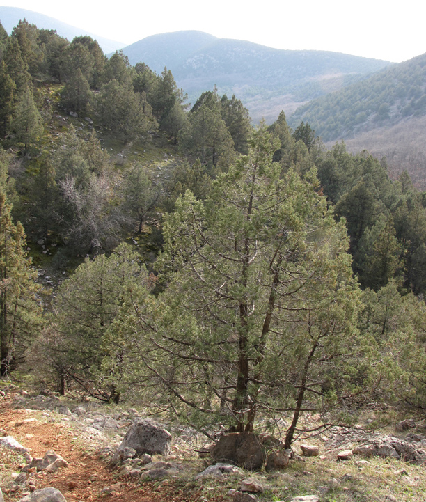 Image of Juniperus excelsa specimen.