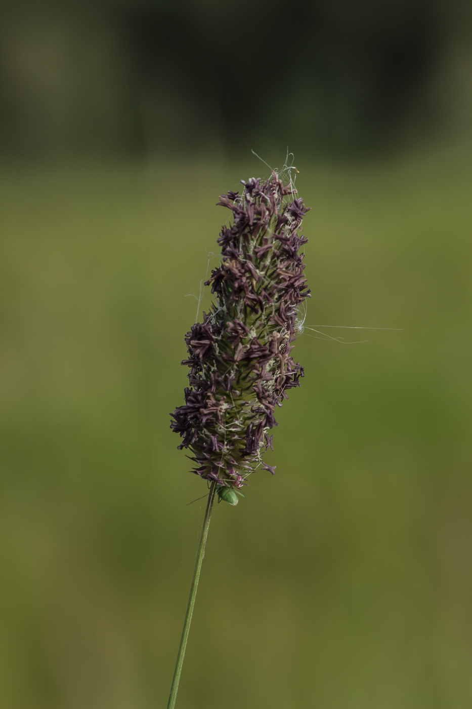 Image of Alopecurus pratensis specimen.