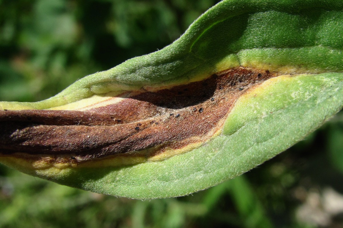 Image of Paracynoglossum glochidiatum specimen.