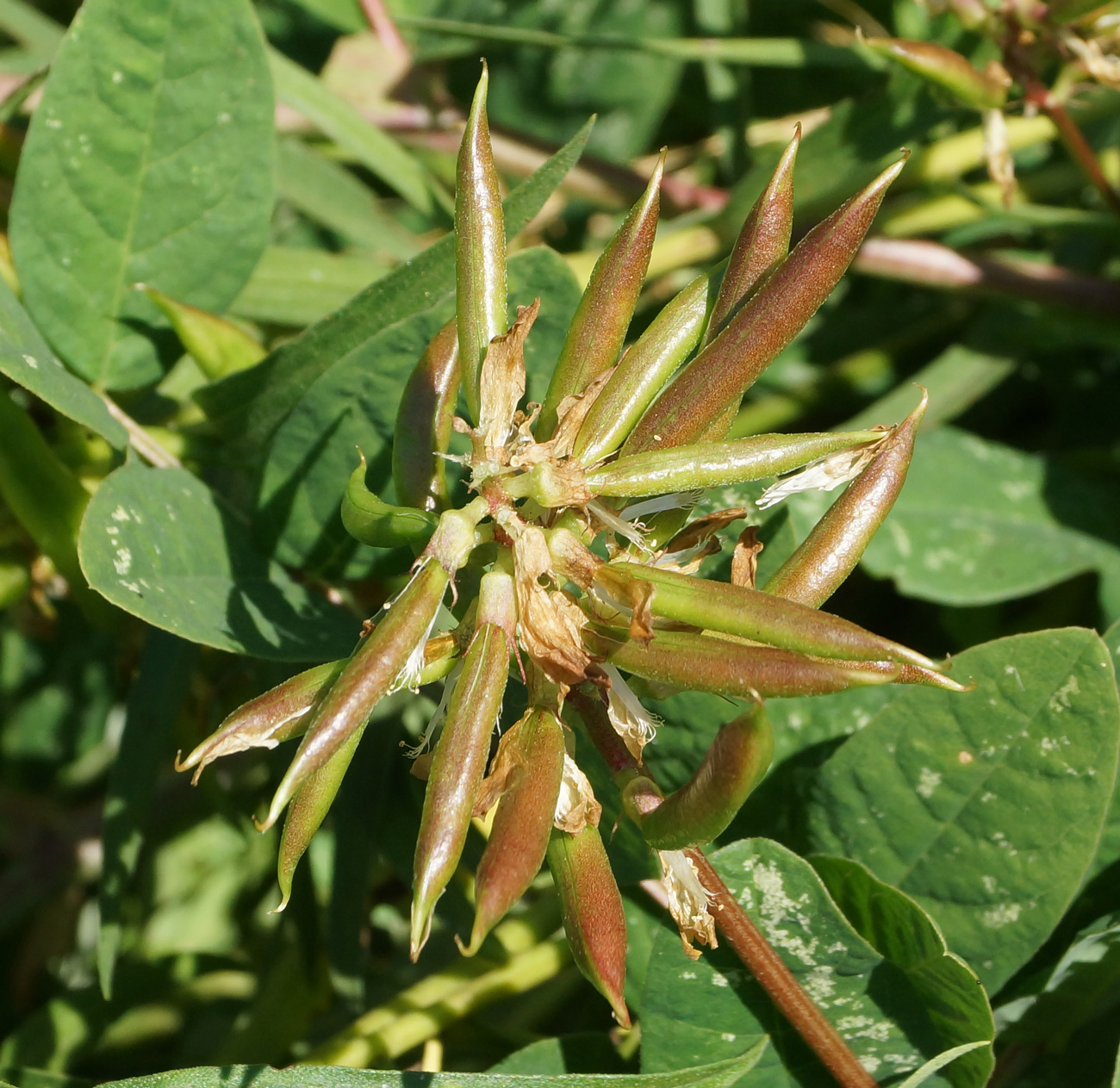 Изображение особи Astragalus glycyphyllos.