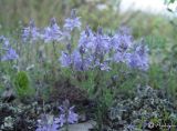 Veronica capsellicarpa