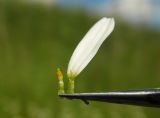 Leucanthemum ircutianum. Отдельные трубчатый и ложноязычковый цветки. Новгородская обл., г. Боровичи, Бобровские горы, луг. 06.06.2015.