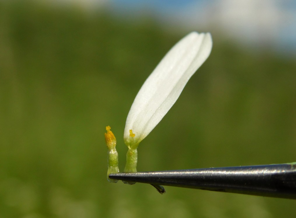 Image of Leucanthemum ircutianum specimen.