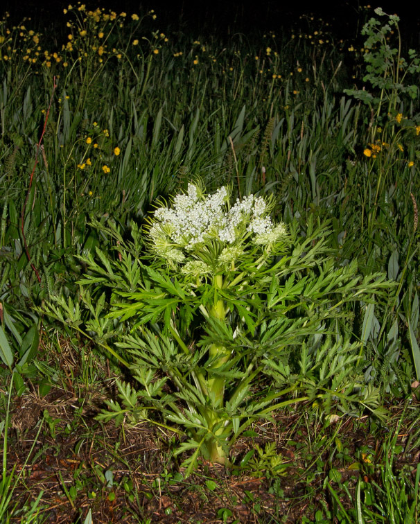 Image of Pleurospermum uralense specimen.