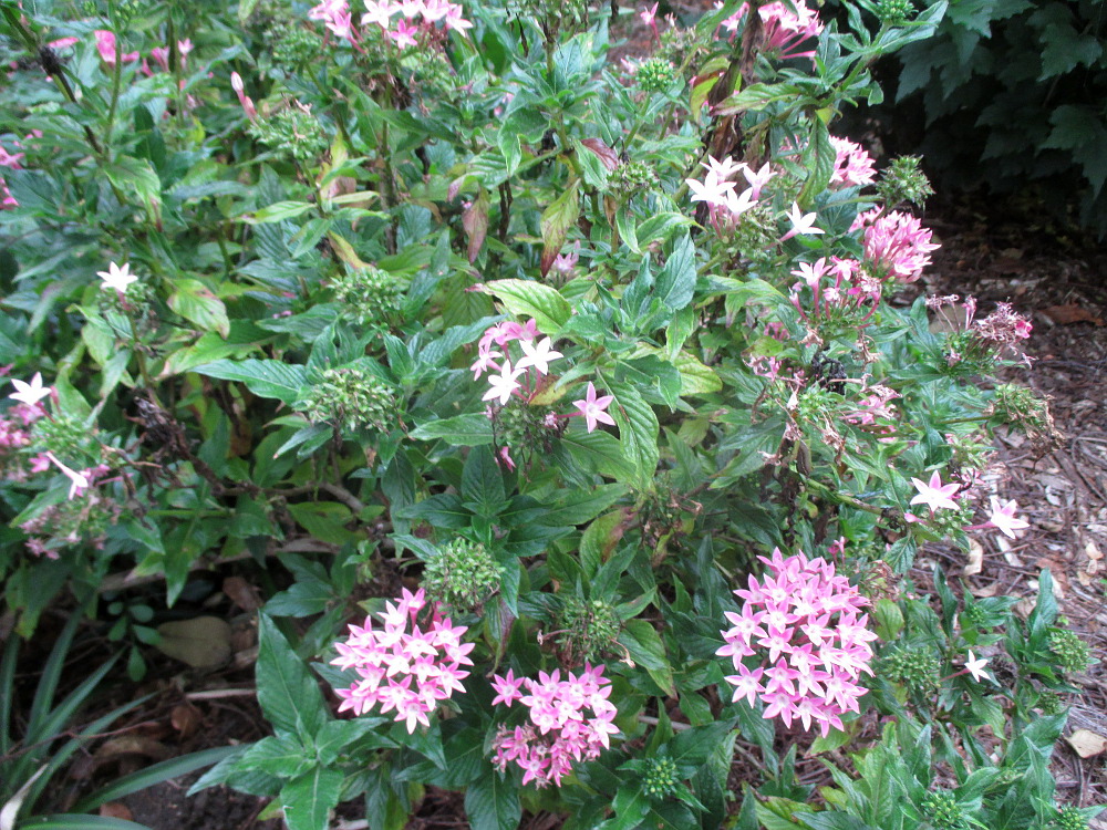 Image of Pentas lanceolata specimen.