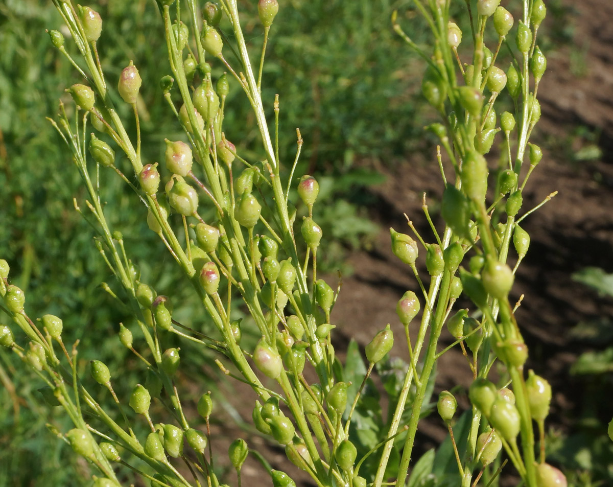 Image of Bunias orientalis specimen.