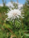 Cirsium setosum