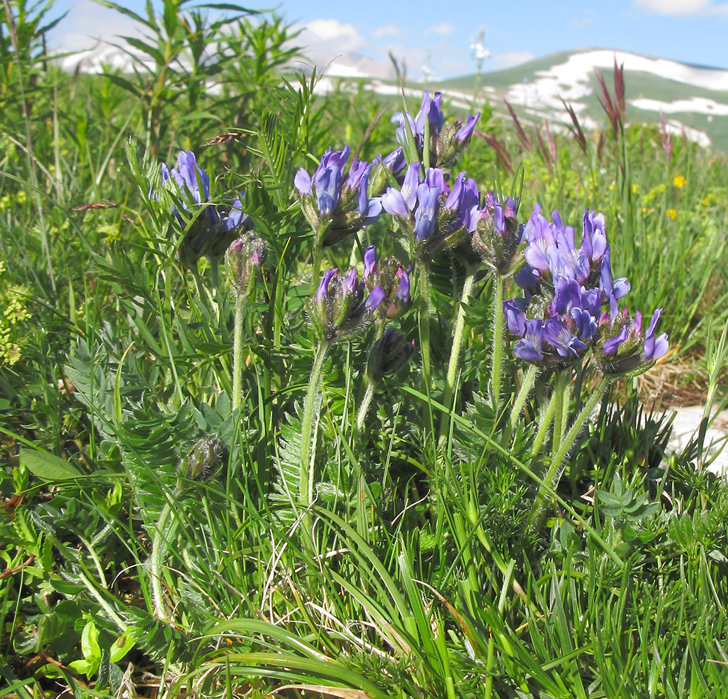 Изображение особи Oxytropis lazica.