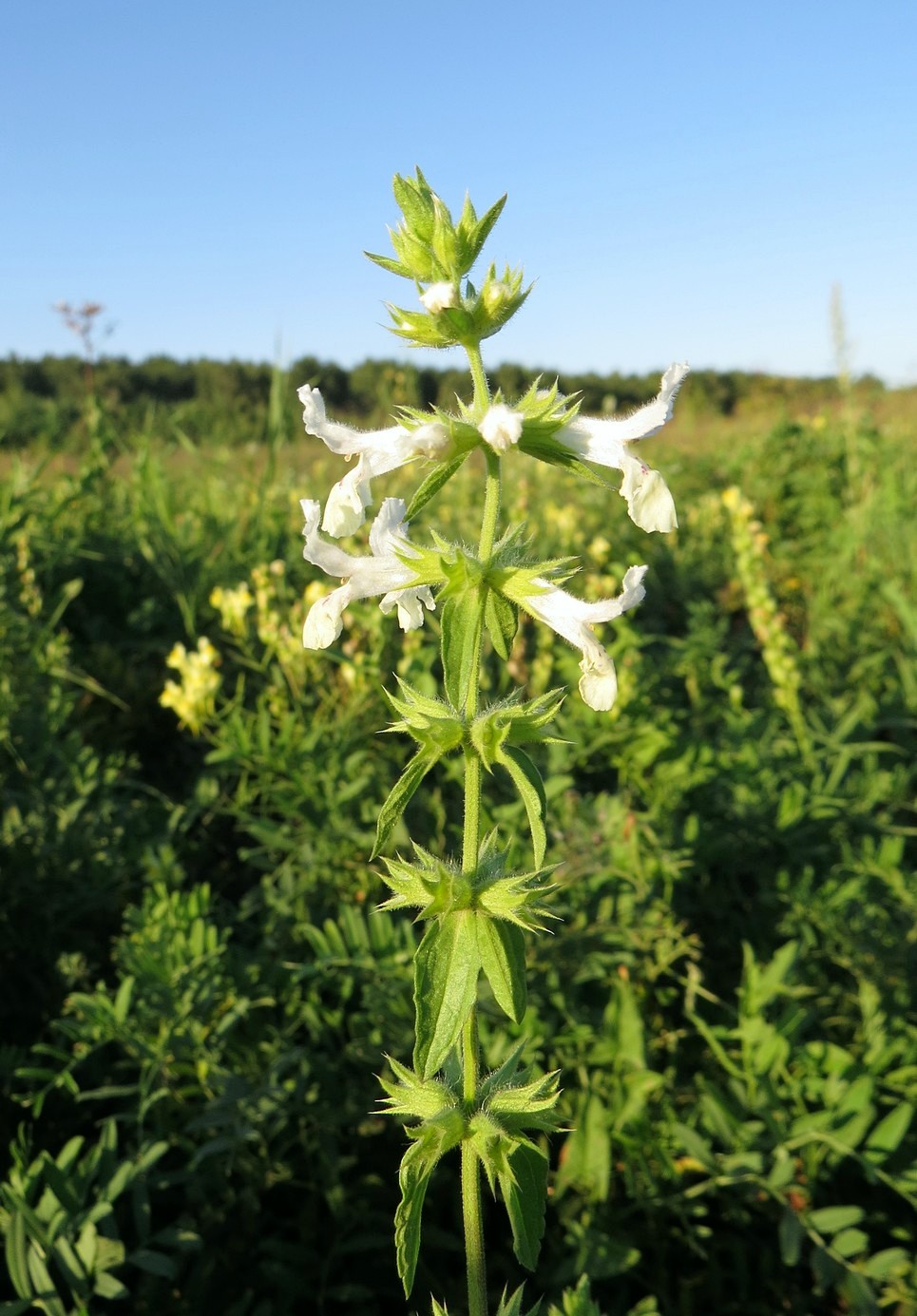 Image of Stachys annua specimen.