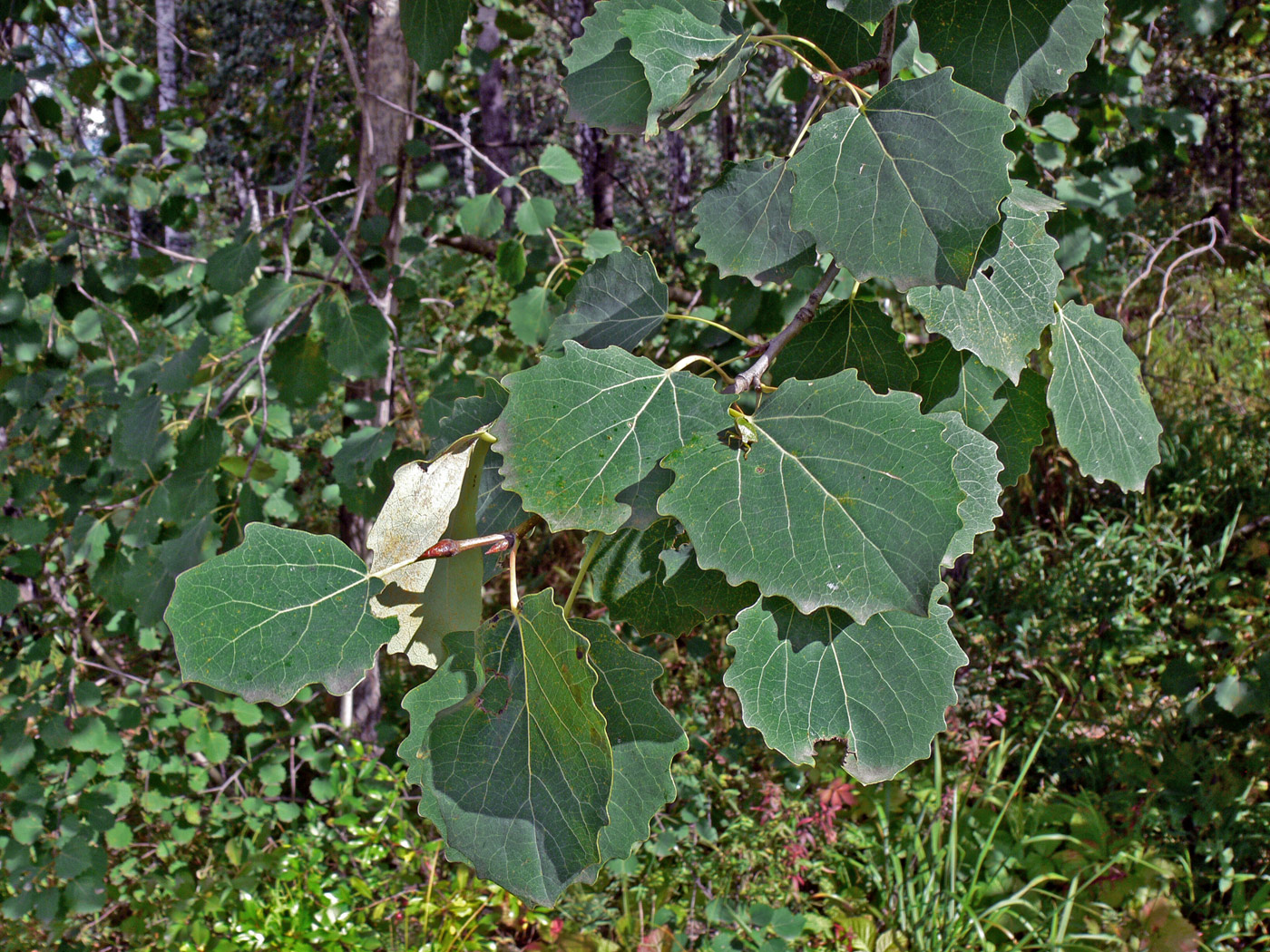 Image of Populus tremula specimen.