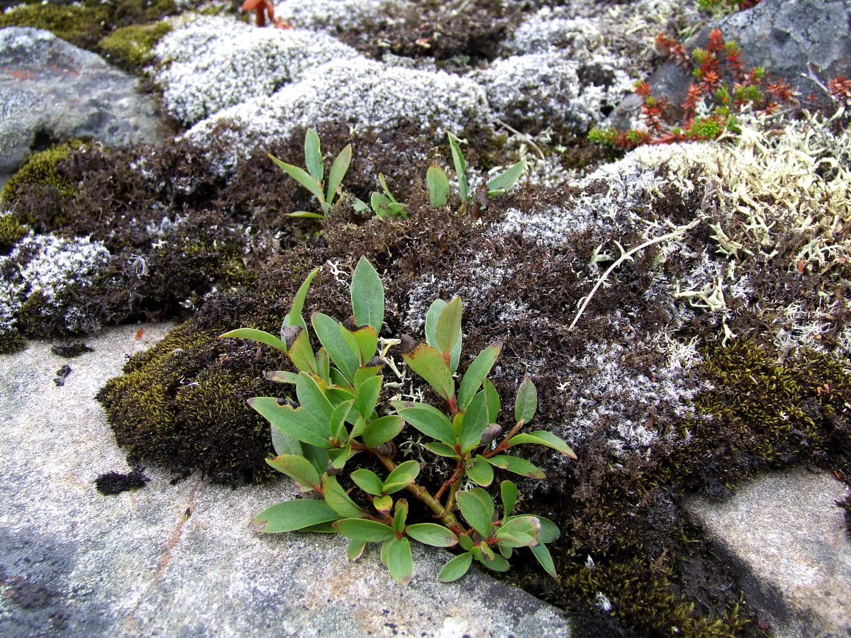 Image of genus Salix specimen.