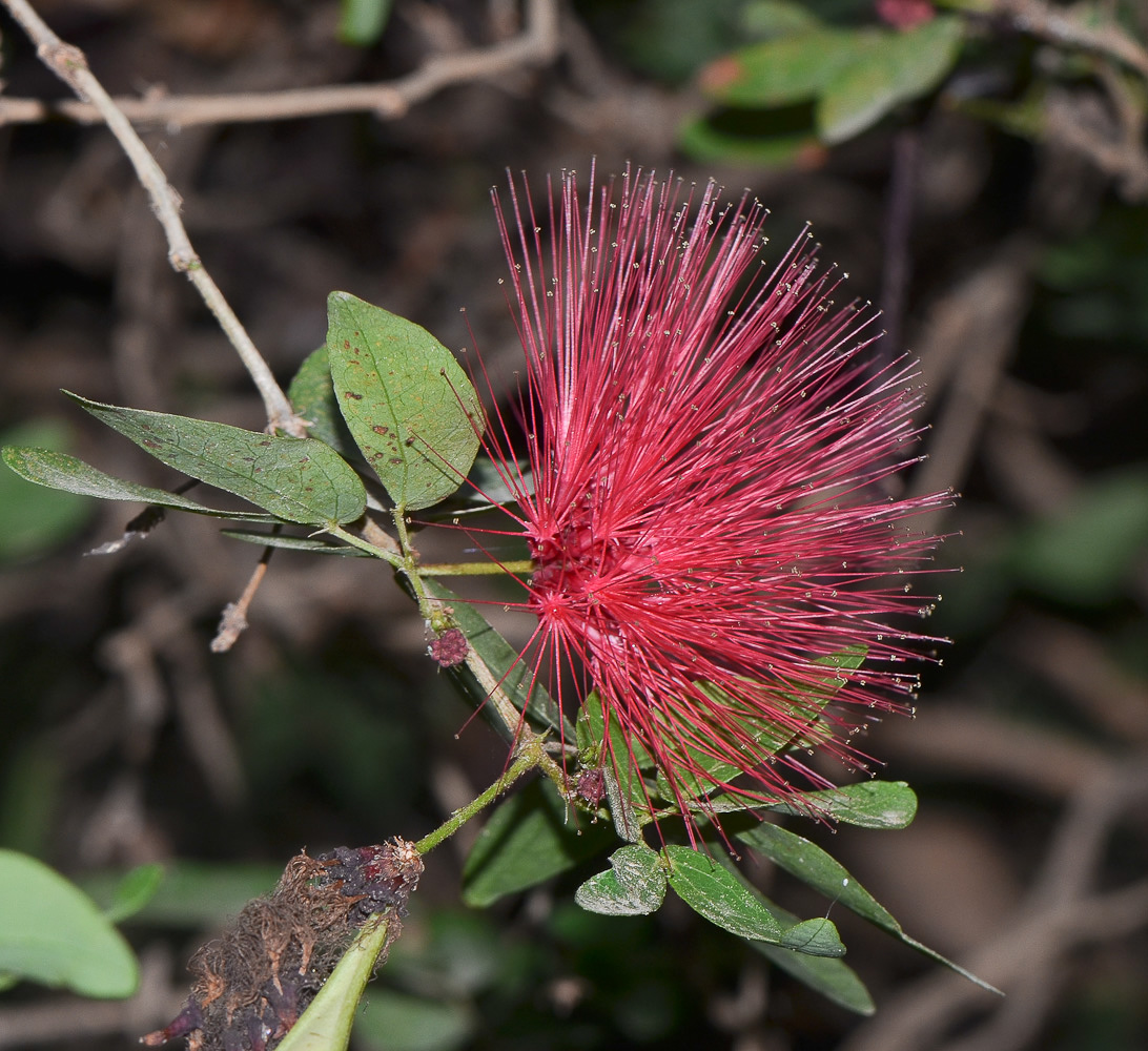 Image of Calliandra tergemina var. emarginata specimen.