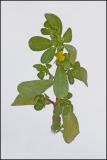 Portulaca oleracea. Верхушка цветущего растения. Республика Молдова, пригород Кишинёва. 3 августа 2009 г.
