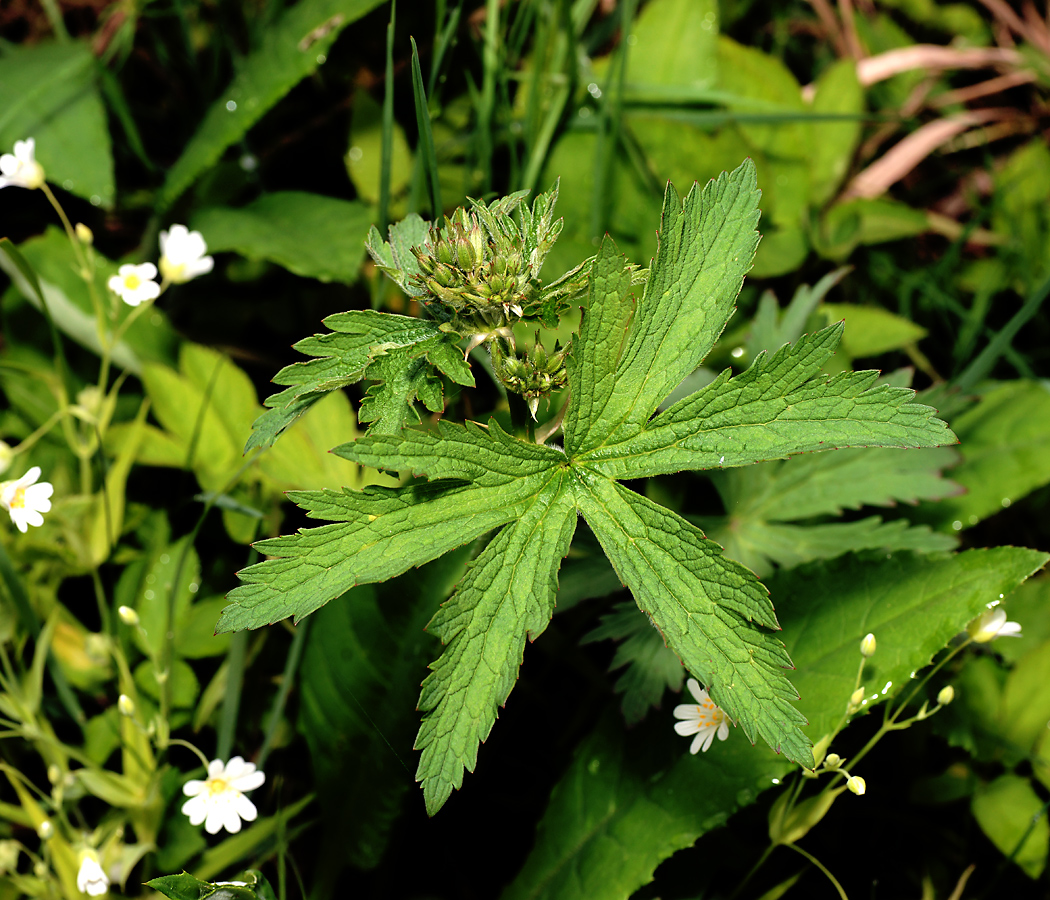 Изображение особи Geranium sylvaticum.