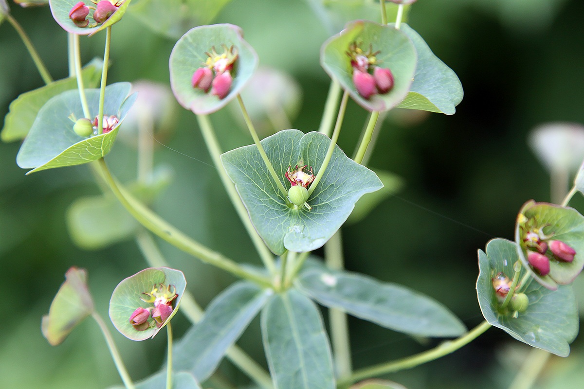 Изображение особи Euphorbia oblongifolia.