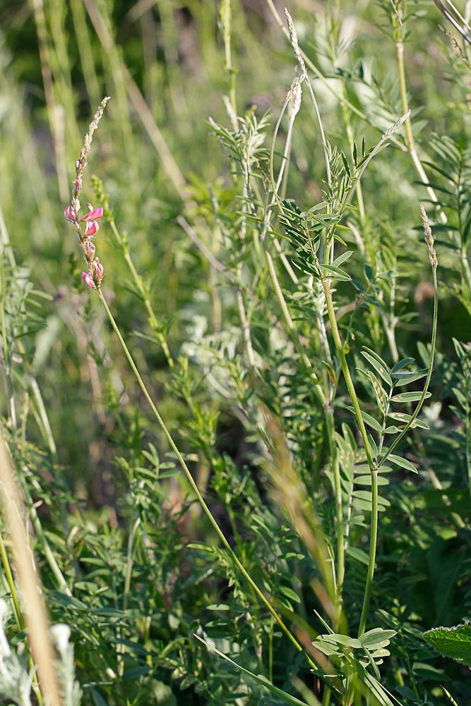 Изображение особи Onobrychis viciifolia.