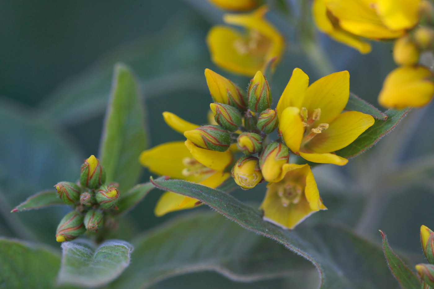 Изображение особи Lysimachia vulgaris.