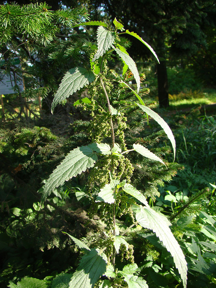 Image of Urtica dioica specimen.