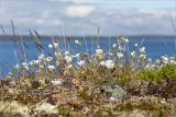 Cerastium alpinum. Цветущие растения в каменисто-лишайниковой тундре. Кольский п-ов, Кандалакшский берег Белого моря, каменистая коса. 24.06.2015.