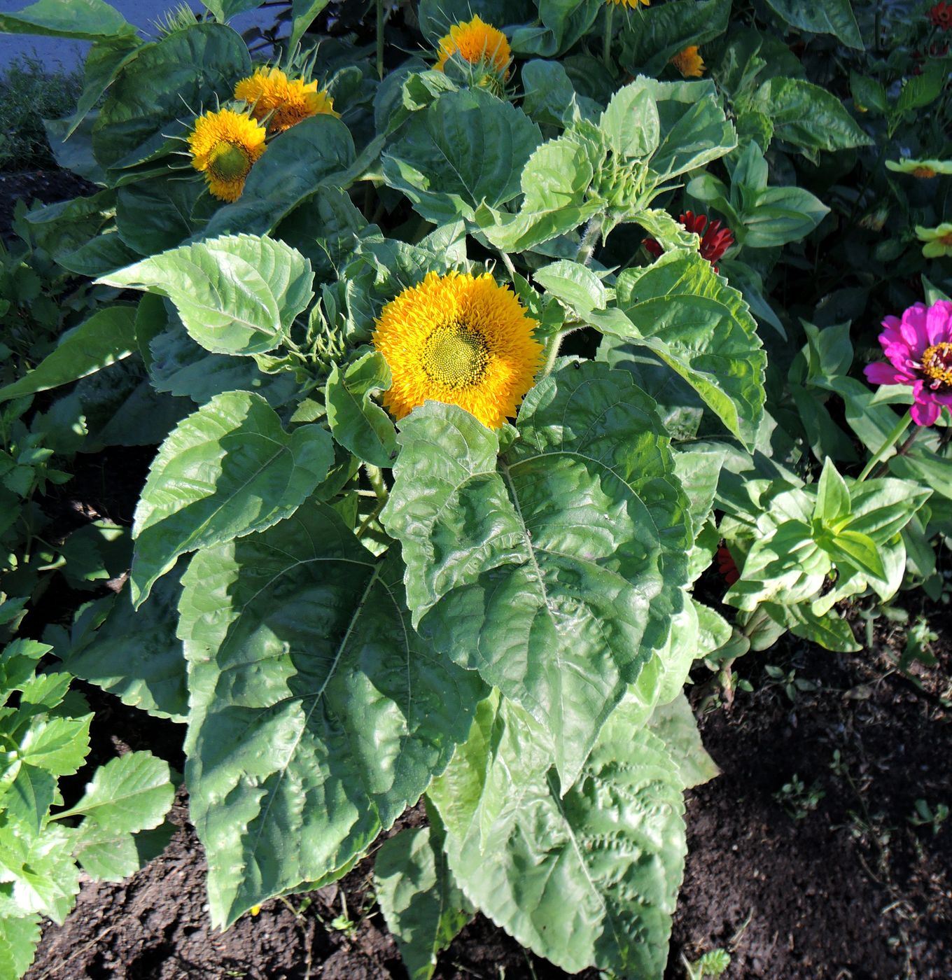 Image of Helianthus annuus specimen.