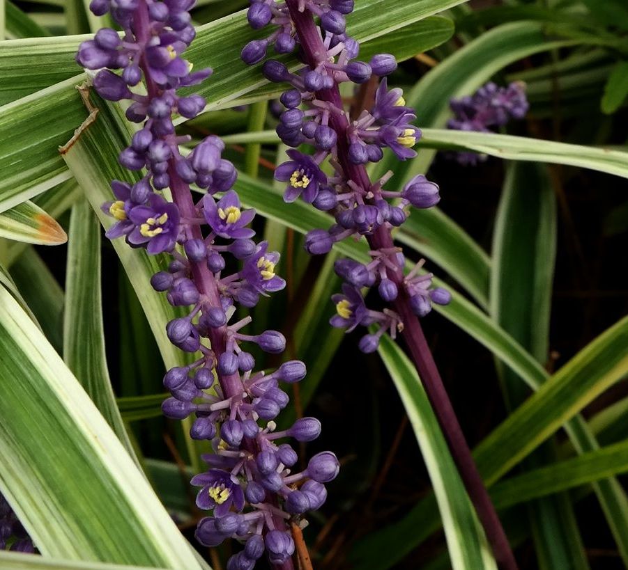 Image of Liriope muscari specimen.