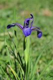 Iris sintenisii