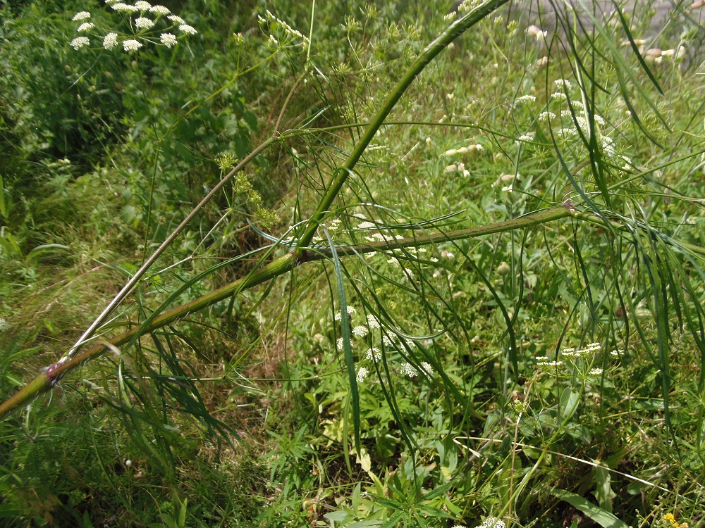 Изображение особи Chaerophyllum bulbosum.