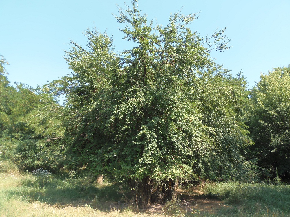 Image of Prunus cerasifera specimen.