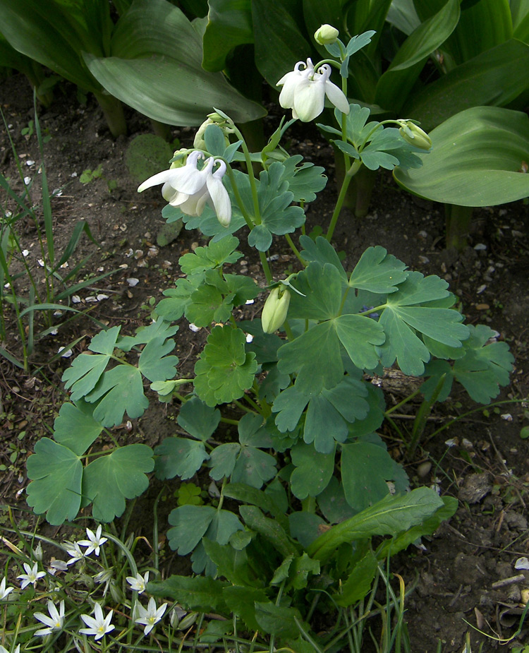 Изображение особи Aquilegia flabellata.