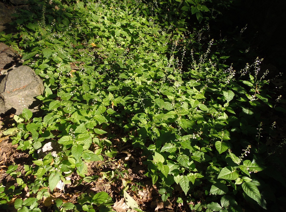 Image of Circaea lutetiana specimen.