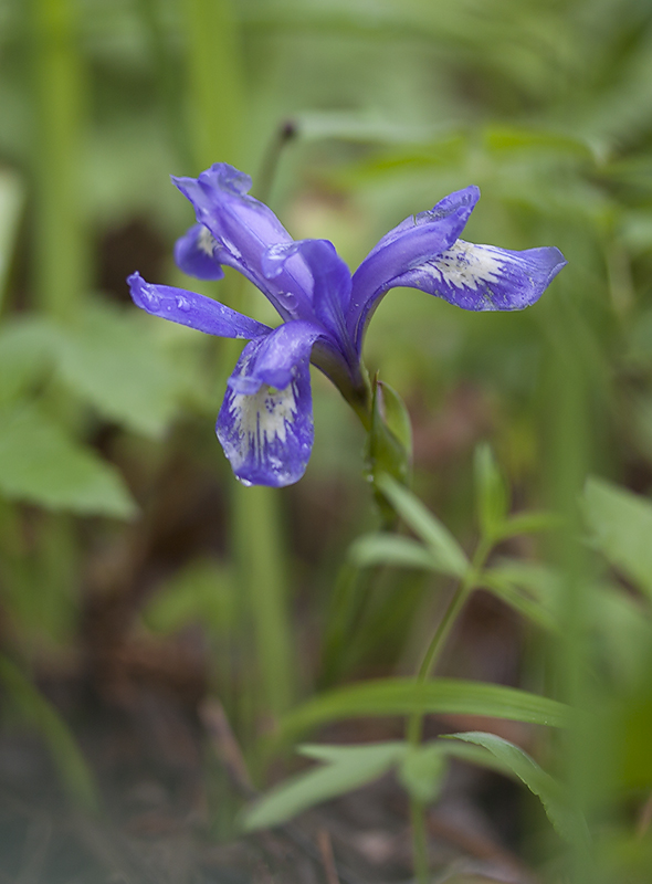 Изображение особи Iris ruthenica.