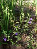 Scutellaria scordiifolia