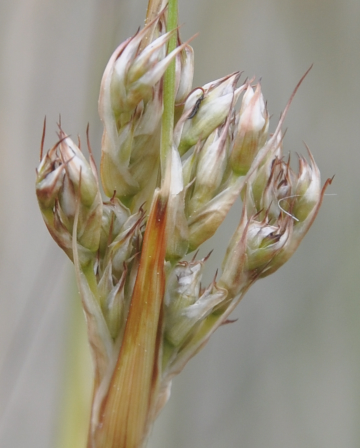 Image of Juncus maritimus specimen.