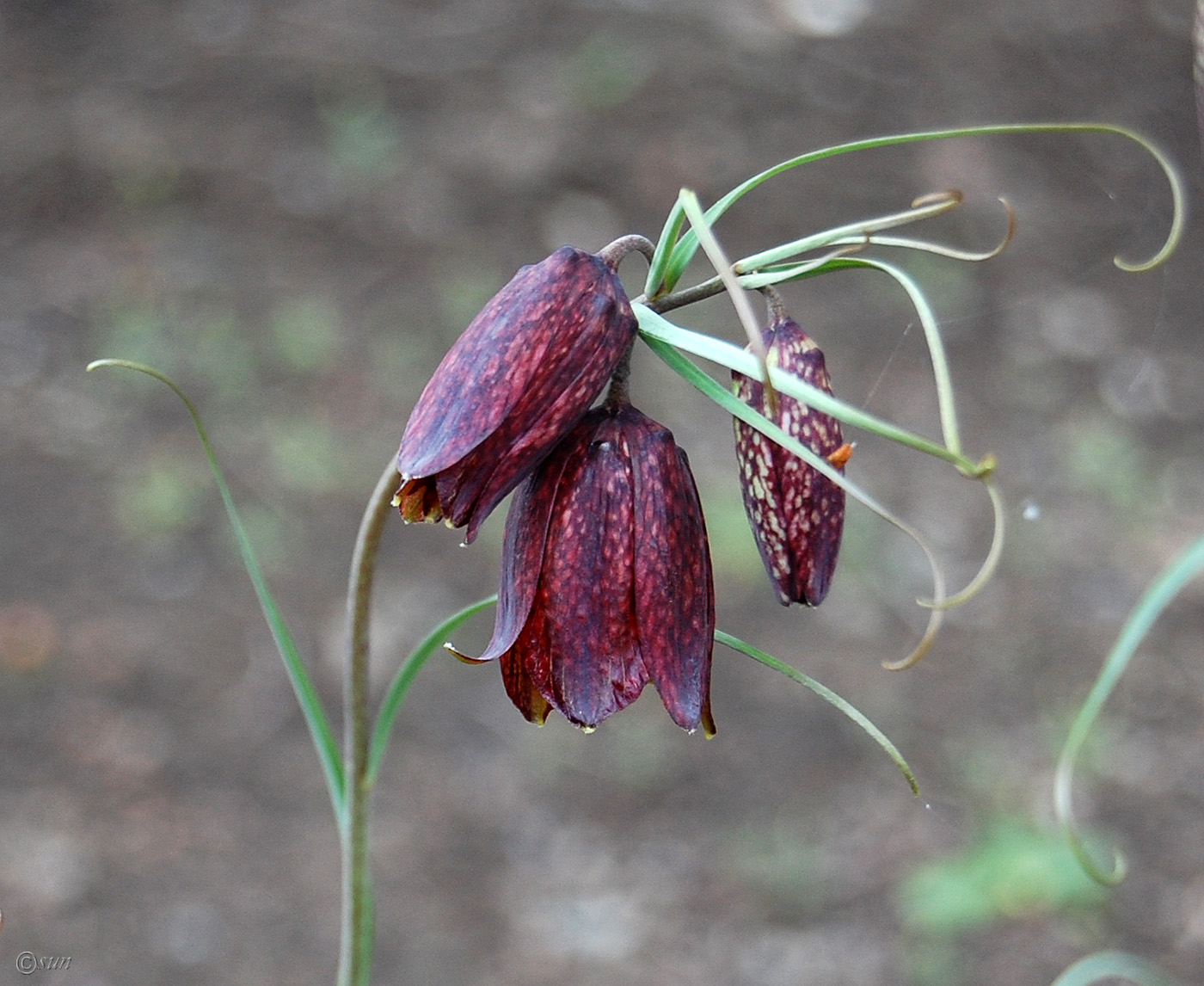 Image of Fritillaria ruthenica specimen.