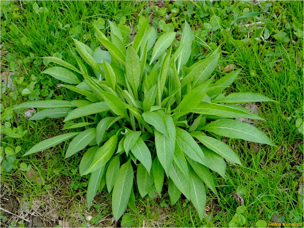 Image of genus Centaurea specimen.