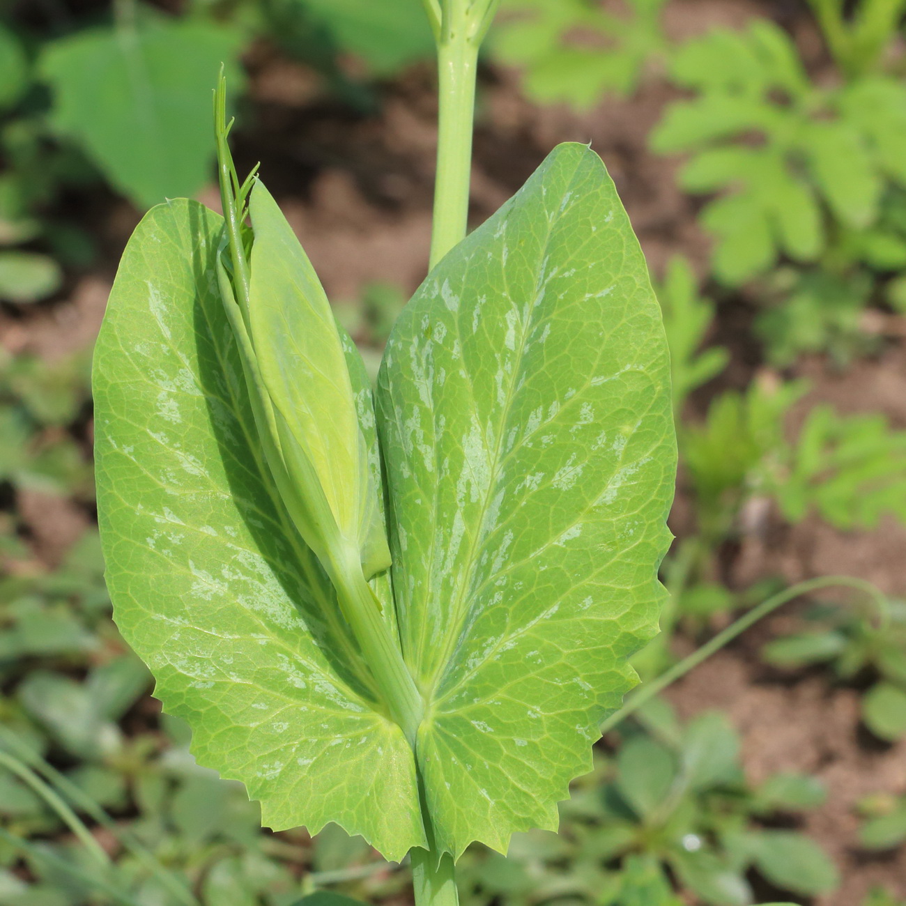 Image of Pisum sativum specimen.