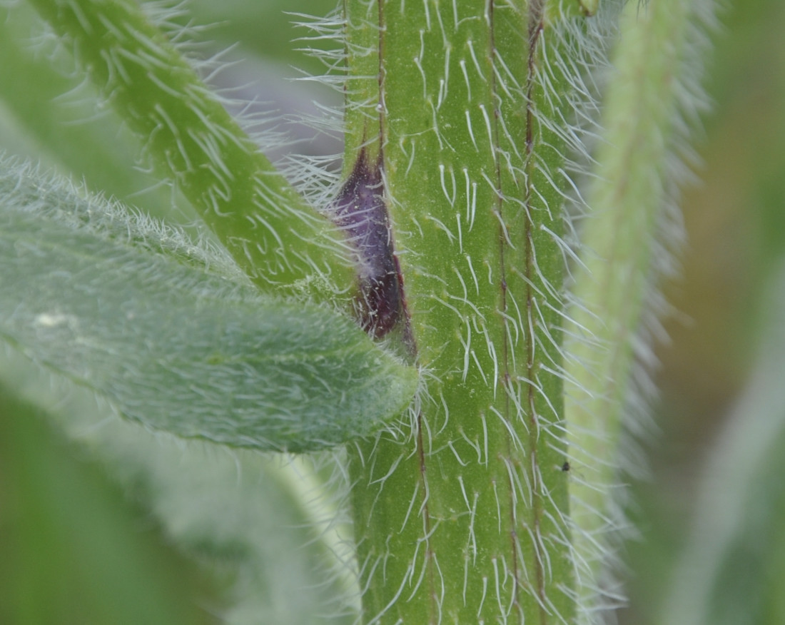 Image of Anchusa azurea specimen.