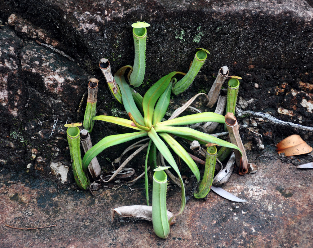 Image of Nepenthes albomarginata specimen.